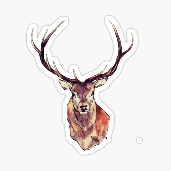 Deer