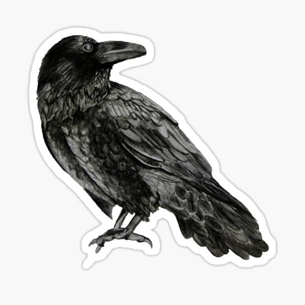 Black Crow